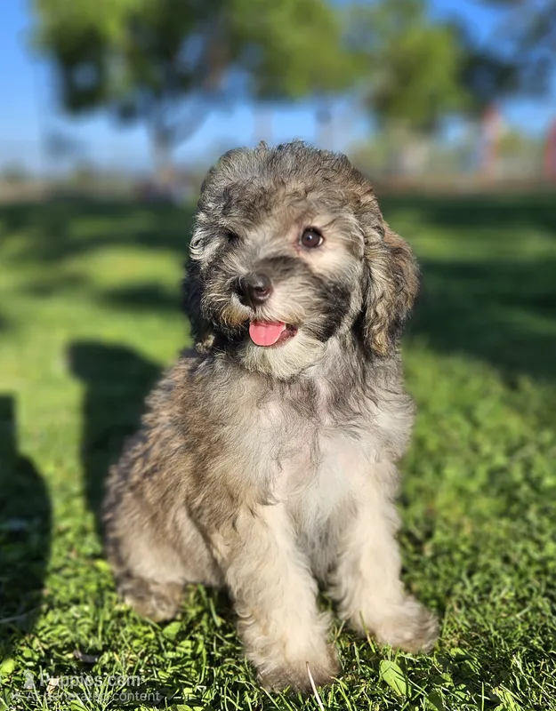 Small female Mini – Soft Coated Wheaten Terrier, Whoodle puppy for sale in Los Angeles, CA