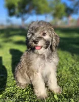Small female Mini, a female Soft Coated Wheaten Terrier and Whoodle for sale in Los Angeles, CA – 1 of 10