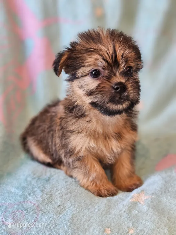 Toy sized Boy  – Shih Tzu, Yorkshire Terrier puppy for sale in Los Angeles, CA