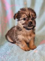 Toy sized Boy , a male Shih Tzu and Yorkshire Terrier for sale in Los Angeles, CA – 1 of 6