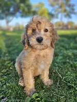 Wheaten Colored Boy, a male Soft Coated Wheaten Terrier and Whoodle for sale in Los Angeles, CA – 3 of 10