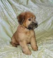 AKC Boy with Dark Gold Color, a male Soft Coated Wheaten Terrier for sale in Los Angeles, CA – 2 of 8