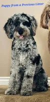 Blue 💙 Merle girl Cookies N Cream 🍪  💙 , a female Soft Coated Wheaten Terrier and Whoodle for sale in Los Angeles, CA – 6 of 10
