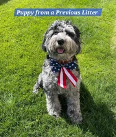 Blue 💙 Merle girl Cookies N Cream 🍪  💙 , a female Soft Coated Wheaten Terrier and Whoodle for sale in Los Angeles, CA – 8 of 10