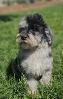 Blue 💙 Merle Boy 20-25 lbs 💙 , a male Soft Coated Wheaten Terrier and Whoodle for sale in Los Angeles, CA – 2 of 10