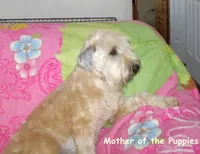 Trained Wheaten Boy, a male Soft Coated Wheaten Terrier for sale in Los Angeles, CA – 6 of 6