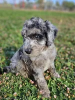 Mini Blue Merle 💙 Boy, a male Soft Coated Wheaten Terrier and Whoodle for sale in Los Angeles, CA – 3 of 9