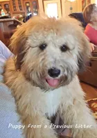 Small female Mini, a female Soft Coated Wheaten Terrier and Whoodle for sale in Los Angeles, CA – 8 of 10