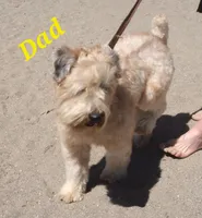 Trained Wheaten Boy, a male Soft Coated Wheaten Terrier for sale in Los Angeles, CA – 5 of 6