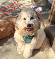 Wheaten Colored Boy, a male Soft Coated Wheaten Terrier and Whoodle for sale in Los Angeles, CA – 10 of 10