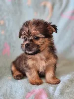Toy sized Boy , a male Shih Tzu and Yorkshire Terrier for sale in Los Angeles, CA – 5 of 6