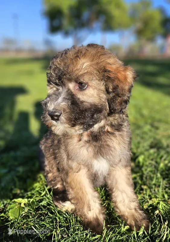 Medium Sized Girl – Soft Coated Wheaten Terrier, Whoodle puppy for sale in Los Angeles, CA