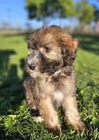 Medium Sized Girl, a female Soft Coated Wheaten Terrier and Whoodle for sale in Los Angeles, CA – 1 of 10