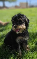 Tiny female Mini, a female Soft Coated Wheaten Terrier and Whoodle for sale in Los Angeles, CA – 3 of 6
