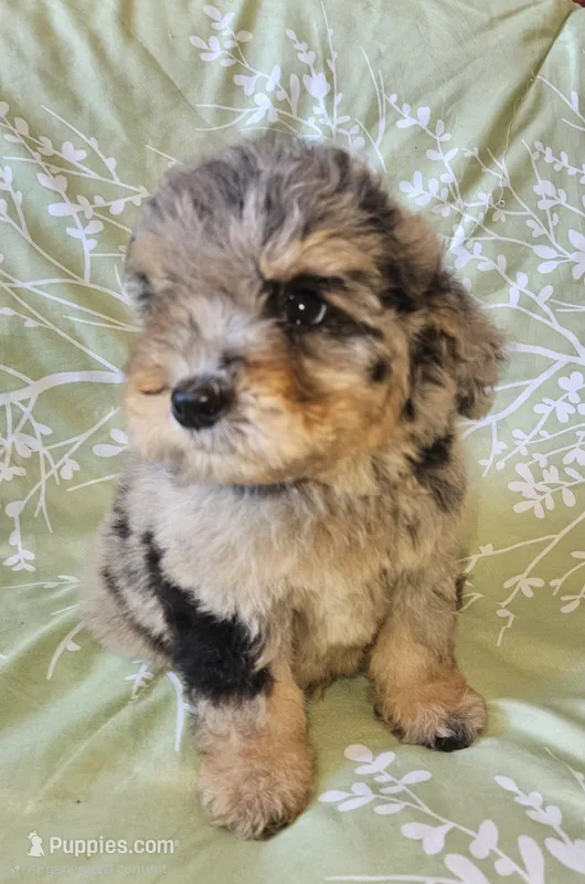 Blue 💙 Merle Boy Cookie 🍪 Dough 💙  – Soft Coated Wheaten Terrier, Whoodle puppy for sale in Los Angeles, CA