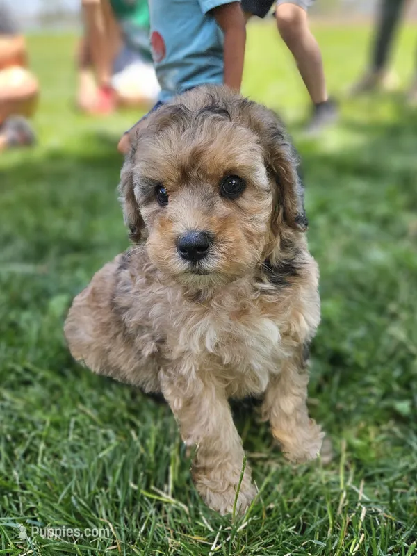 Kona ☕️ Adorable 😍 Medium Sized Girl – Soft Coated Wheaten Terrier, Whoodle puppy for sale in Los Angeles, CA