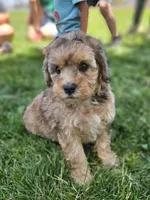 Kona ☕️ Adorable 😍 Medium Sized Girl, a female Soft Coated Wheaten Terrier and Whoodle for sale in Los Angeles, CA – 1 of 10
