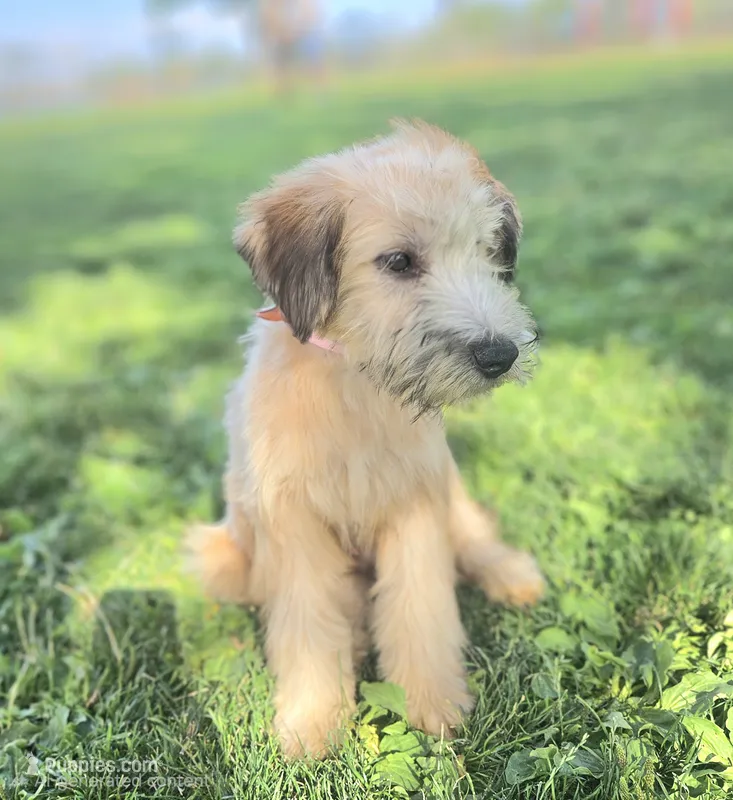Trained Wheaten Boy – Soft Coated Wheaten Terrier puppy for sale in Los Angeles, CA