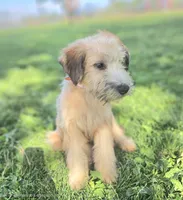 Trained Wheaten Boy, a male Soft Coated Wheaten Terrier for sale in Los Angeles, CA – 1 of 6