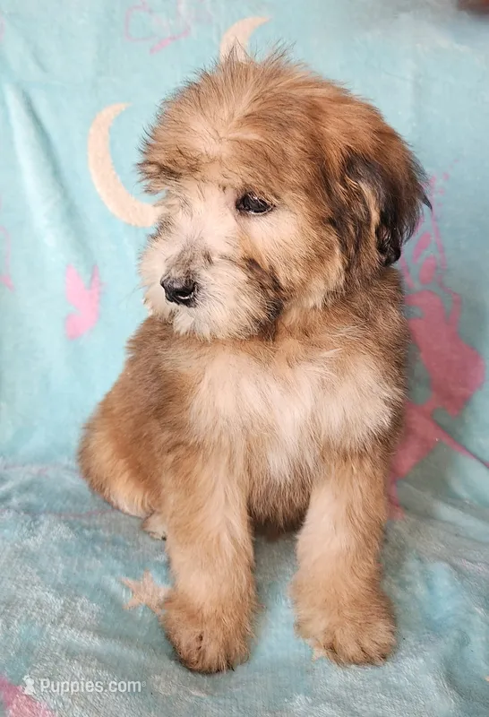 Small female Mini – Soft Coated Wheaten Terrier, Whoodle puppy for sale in Los Angeles, CA
