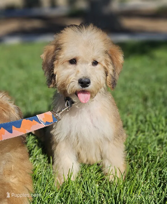Medium Sized Boy – Soft Coated Wheaten Terrier, Whoodle puppy for sale in Los Angeles, CA
