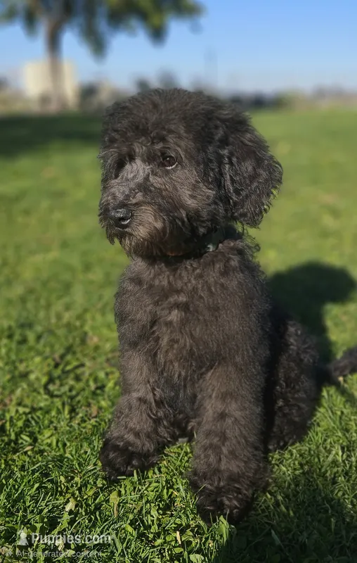 Medium Sized Boy – Soft Coated Wheaten Terrier, Whoodle puppy for sale in Los Angeles, CA