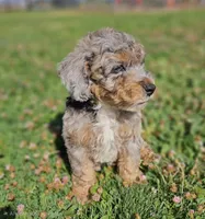 Unique Blue Merle 💙 Boy, a male Soft Coated Wheaten Terrier and Whoodle for sale in Los Angeles, CA – 3 of 9