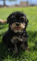 Tiny female Mini, a female Soft Coated Wheaten Terrier and Whoodle for sale in Los Angeles, CA – 1 of 6