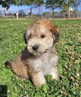 Small female Mini, a female Soft Coated Wheaten Terrier and Whoodle for sale in Los Angeles, CA – 3 of 10