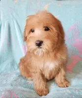 Small Apricot Mini, a female Soft Coated Wheaten Terrier and Whoodle for sale in Los Angeles, CA – 2 of 9