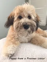 Medium Sized Girl, a female Soft Coated Wheaten Terrier and Whoodle for sale in Los Angeles, CA – 7 of 10