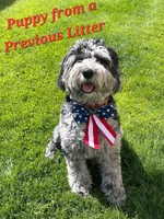 Blue 💙 Merle Boy 20-25 lbs 💙 , a male Soft Coated Wheaten Terrier and Whoodle for sale in Los Angeles, CA – 9 of 10