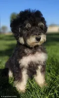 Small male Mini, a male Soft Coated Wheaten Terrier and Whoodle for sale in Los Angeles, CA – 3 of 8