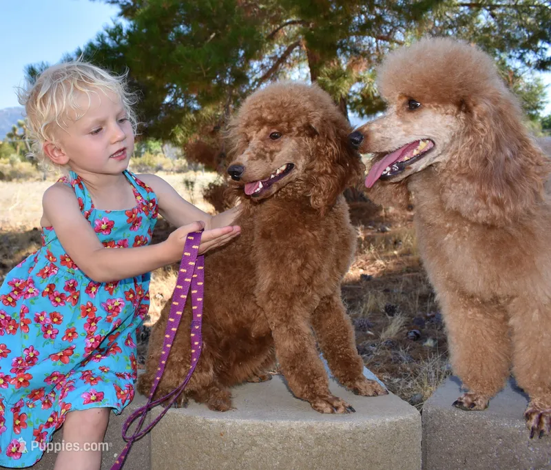 Red and White male with Full AKC  – Poodle - Miniature  puppy for sale in Los Angeles, CA