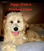 Small Apricot Mini, a female Soft Coated Wheaten Terrier and Whoodle for sale in Los Angeles, CA – 8 of 9