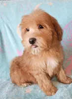 Small Apricot Mini, a female Soft Coated Wheaten Terrier and Whoodle for sale in Los Angeles, CA – 4 of 9