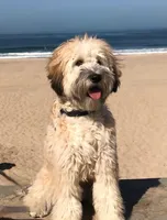 Medium Sized Girl, a female Soft Coated Wheaten Terrier and Whoodle for sale in Los Angeles, CA – 9 of 10