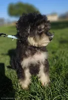 Small male Mini, a male Soft Coated Wheaten Terrier and Whoodle for sale in Los Angeles, CA – 2 of 8