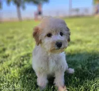 Small female Mini, a female Poodle - Miniature  and Whoodle for sale in Los Angeles, CA – 4 of 4