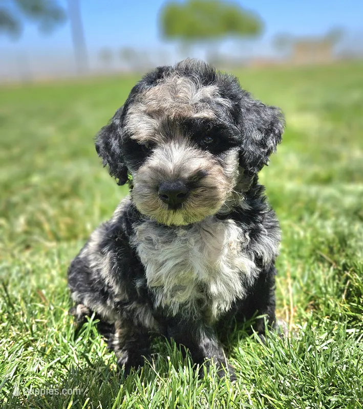Unique Blue Merle 💙 Girl, a female Soft Coated Wheaten Terrier and Whoodle for sale in Los Angeles, CA – 1 of 8