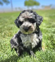 Unique Blue Merle 💙 Girl, a female Soft Coated Wheaten Terrier and Whoodle for sale in Los Angeles, CA – 1 of 8
