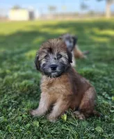 AKC Girl, a female Soft Coated Wheaten Terrier for sale in Los Angeles, CA – 2 of 5