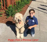 Wheaten Colored Boy , a male Soft Coated Wheaten Terrier and Whoodle for sale in Los Angeles, CA – 7 of 10