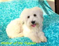 Small female Mini, a female Poodle - Miniature  and Whoodle for sale in Los Angeles, CA – 3 of 4
