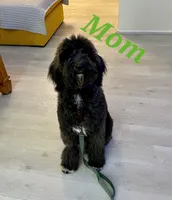 Blue 💙 Merle girl Cookies N Cream 🍪  💙 , a female Soft Coated Wheaten Terrier and Whoodle for sale in Los Angeles, CA – 3 of 10