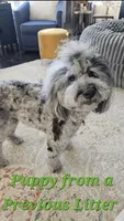 Blue 💙 Merle girl Cookies N Cream 🍪  💙 , a female Soft Coated Wheaten Terrier and Whoodle for sale in Los Angeles, CA – 7 of 10