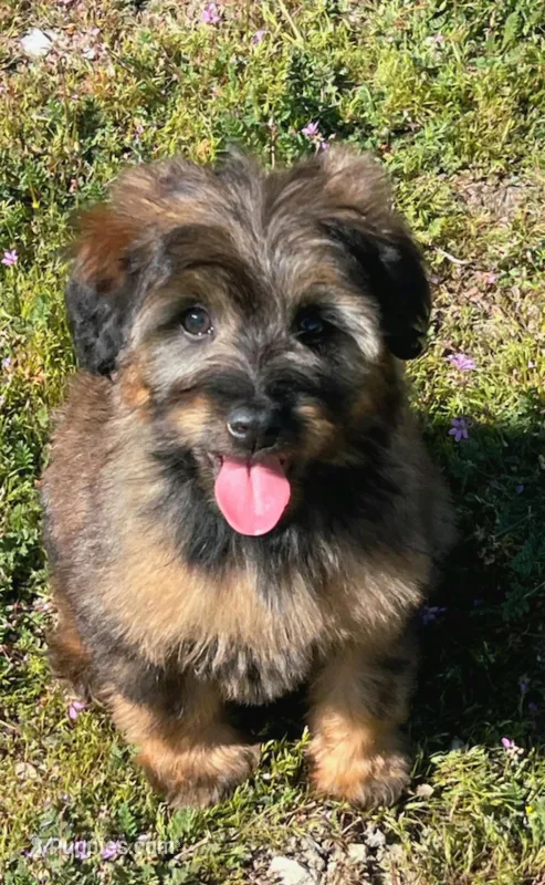 Small female Mini – Soft Coated Wheaten Terrier, Whoodle puppy for sale in Los Angeles, CA