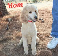 Small female Mini, a female Soft Coated Wheaten Terrier and Whoodle for sale in Los Angeles, CA – Photo 4 of 5