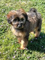 Small female Mini, a female Soft Coated Wheaten Terrier and Whoodle for sale in Los Angeles, CA – Photo 2 of 5