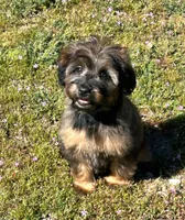 Small female Mini, a female Soft Coated Wheaten Terrier and Whoodle for sale in Los Angeles, CA – Photo 3 of 5